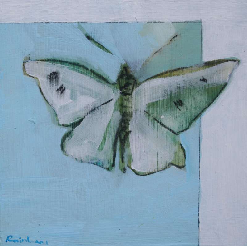 Cabbage White on Blue